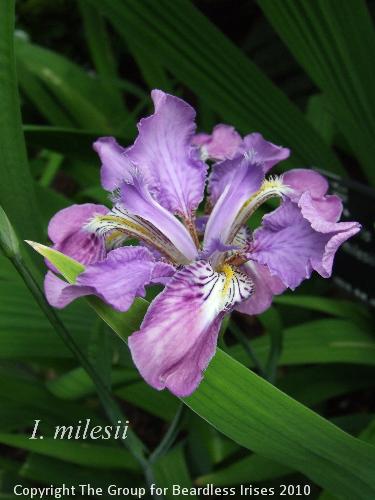 DSCF7539 - milesii